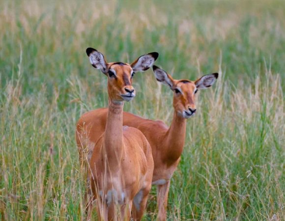 3 Days Lake Manyara, Ngorongoro Crater & Tarangire