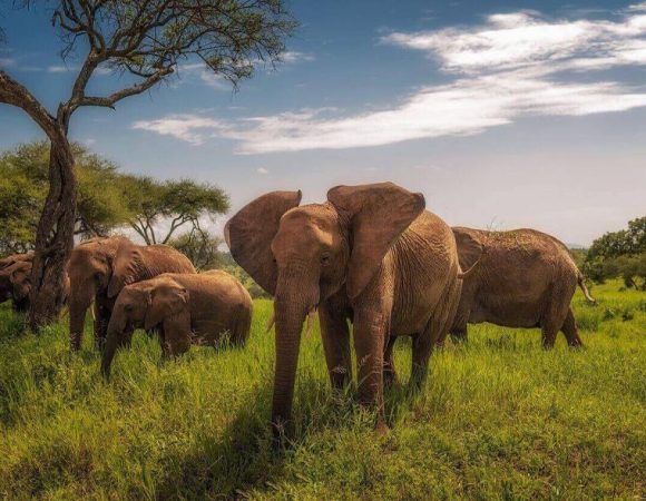 5 Days Tarangire, Serengeti & Ngorongoro Crater