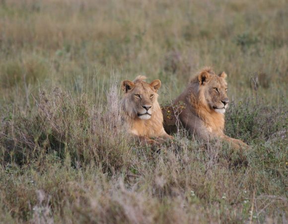 7 Days Lake Manyara, Serengeti, Ngorongoro Crater & Tarangire